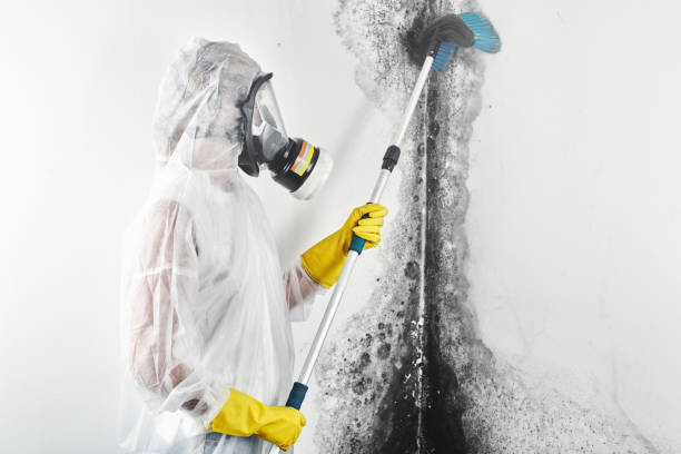 Best Basement Mold Removal  in Schertz, TX